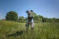 Italian Greyhound Dog - standing in a meadow with a jacket on Royalty Free Stock Photo