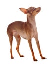 The Italian Greyhound in the game