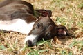 Italian Greyhound in Grass Royalty Free Stock Photo