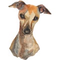 The italian greyhound, watercolor hand painted dog portrait
