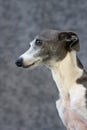 Italian Greyhound I Royalty Free Stock Photo