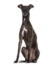 Italian Greyhound isolated on white