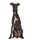 Italian Greyhound isolated on white