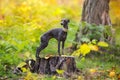 Italian greyhound in park