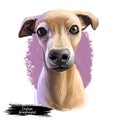 Italian Greyhound, Piccolo levriero italiano dog digital art illustration isolated on white background. Italy origin sighthound