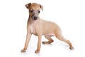 Italian Greyhound puppy Royalty Free Stock Photo