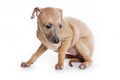 Italian Greyhound puppy Royalty Free Stock Photo