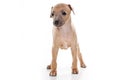 Italian Greyhound puppy Royalty Free Stock Photo