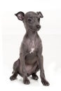 Italian greyhound puppy isolated on white Royalty Free Stock Photo