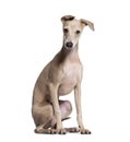 Italian Greyhound puppy, 4 months old Royalty Free Stock Photo