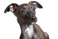 Italian Greyhound Puppy Portrait