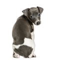 Italian Greyhound puppy sitting against white background Royalty Free Stock Photo