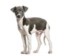 Italian Greyhound puppy standing against white background Royalty Free Stock Photo