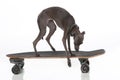 Italian Greyhound on a skateboard on white