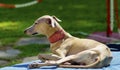 Italian Greyhound