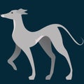 Italian Greyhound Vector Illustration with Backdrop