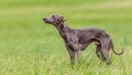 Italian Greyhound watching at sky in the field on lure coursing competition