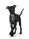 Italian Greyhound on white background Royalty Free Stock Photo