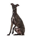 Italian Greyhound on white