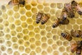 Italian honeybees constuct comb Royalty Free Stock Photo