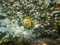 Italian keyhole limpet or keyhole limpet (Diodora italica) undersea, Aegean Sea Royalty Free Stock Photo