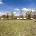 Fields, pastures and running cows Royalty Free Stock Photo