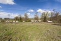 Fields, pastures and running cows Royalty Free Stock Photo