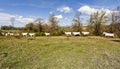 Fields, pastures and running cows Royalty Free Stock Photo