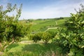 Italian landscape. Hills, vineyards and orchards in Calosso, Asti, Piedmont, Italy