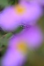 Italian lizard hiding among pink flowers Royalty Free Stock Photo