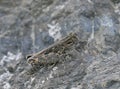 Italian Locust