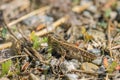 An Italian locust resting on the ground