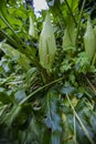 Italian Lords-and-Ladies, Arum italicum