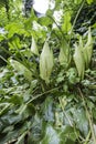 Italian Lords-and-Ladies, Arum italicum