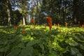 Italian Lords-and-Ladies, Arum italicum