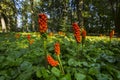 Italian Lords-and-Ladies, Arum italicum Royalty Free Stock Photo