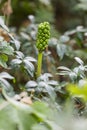 Italian Lords-and-Ladies, Arum italicum