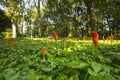 Italian Lords-and-Ladies; Arum italicum