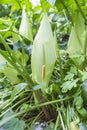 Italian Lords-and-Ladies, Arum italicum