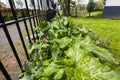 Italian Lords-and-Ladies, Arum italicum