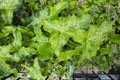 Italian Lords-and-Ladies, Arum italicum