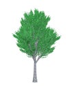 Italian maple tree common isolated on white background Royalty Free Stock Photo