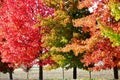 Autumn trees Royalty Free Stock Photo