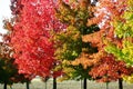 Autumn trees Royalty Free Stock Photo