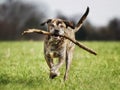 Italian mastiff Royalty Free Stock Photo