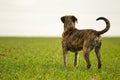 Italian mastiff Royalty Free Stock Photo