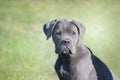 Italian mastiff puppy blue cane corso looking tender and attentive while sitting in the grass