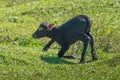 Italian Mediterranean Buffalo calf learning to walk - Water Buffalo Royalty Free Stock Photo