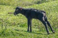 Italian Mediterranean Buffalo calf learning to walk - Water Buffalo Royalty Free Stock Photo