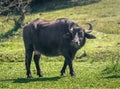 Italian Mediterranean Buffalo - Water Buffalo Royalty Free Stock Photo